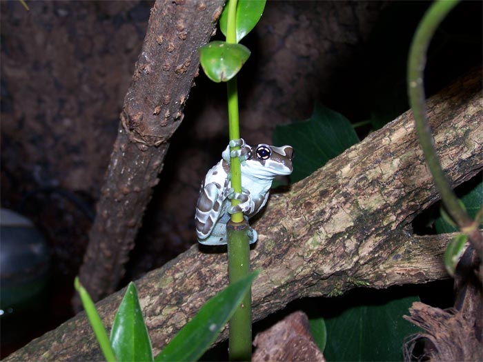 mangrove in terrarium